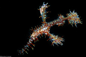 ghostpipefish_sulawesi by Mathieu Foulquié 